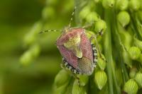 Dolycoris baccarum