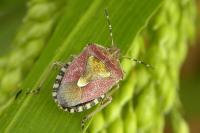 Dolycoris baccarum