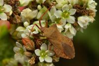 Coreus marginatus