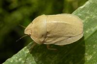 Eurygaster austriaca