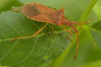 Gonocerus acuteangulatus