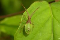 Gonocerus acuteangulatus
