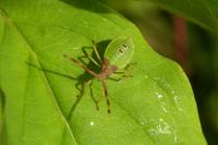 Gonocerus acuteangulatus