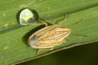 Aelia acuminata