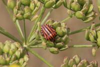 Graphosoma italicum