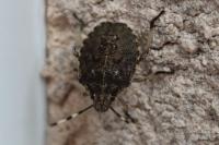 Rhaphigaster nebulosa