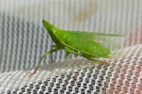 Dictyophara