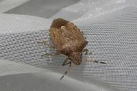 Peribalus strictus