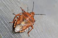 Carpocoris purpureipennis