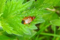 Deraeocoris ruber