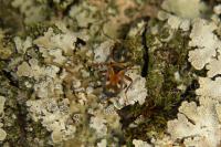 Raglius alboacuminatus