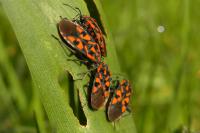 Spilostethus saxatilis