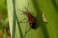 Spilostethus saxatilis
