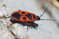 Pyrrhocoris apterus