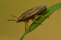 Aelia acuminata