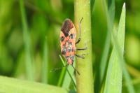 Corizus hyoscyami