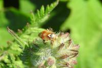 Lygus pratensis