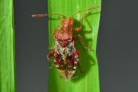 Rhopalus subrufus