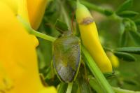 Piezodorus lituratus