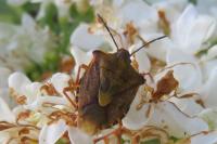 Carpocoris purpureipennis