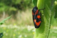 Cercopis vulnerata