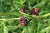 Graphosoma italicum