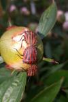 Graphosoma italicum