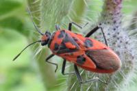 Corizus hyoscyami