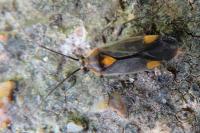 Capsodes flavomarginatus