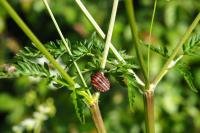 Graphosoma italicum