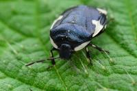 Tritomegas sexmaculatus