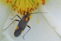 Capsodes flavomarginatus