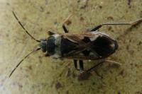 Rhyparochromus vulgaris