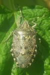 Rhaphigaster nebulosa