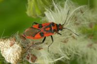 Corizus hyoscyami