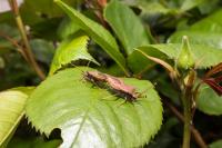 Coreus marginatus