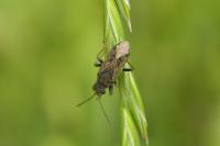 Peritrechus gracilicornis