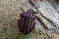 Graphosoma italicum