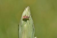 Coriomeris
