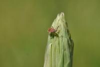 Coriomeris