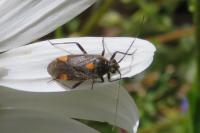 Capsodes flavomarginatus