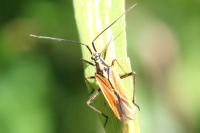 Leptopterna dolabrata