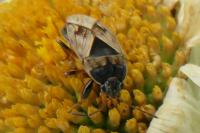 Trapezonotus ullrichi