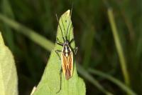 Leptopterna dolabrata