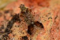 Cixius