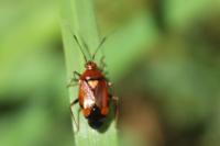 Deraeocoris ruber