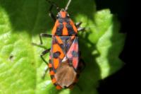 Spilostethus saxatilis