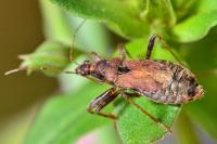 Himacerus mirmicoides