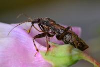 Himacerus mirmicoides