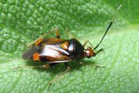 Deraeocoris ruber